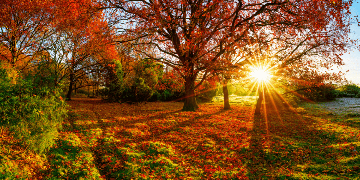Transform Your Home with Elegant Autumn Window Blinds